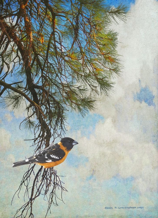 Picture of PONDEROSA BLACK-HEADED GROSBEAK