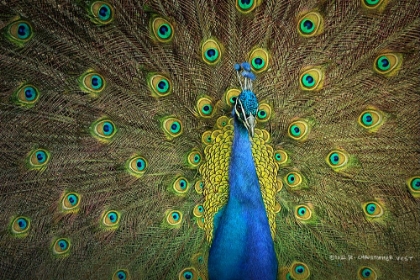 Picture of PEACOCK DISPLAY