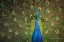Picture of PEACOCK DISPLAY