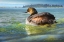 Picture of EARRED GREBE ON LAKE