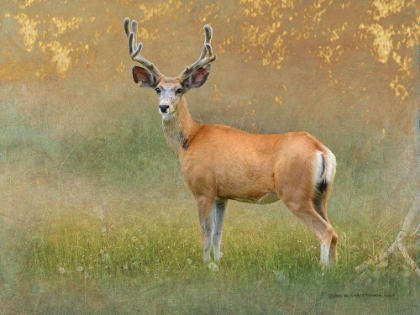 Picture of HIGH SUMMER VELVET BUCK DEER