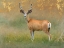 Picture of HIGH SUMMER VELVET BUCK DEER