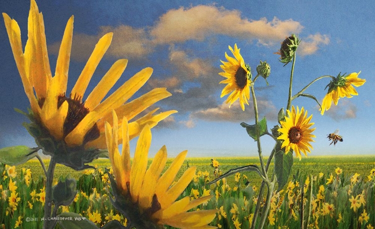 Picture of SUNFLOWERS IN KANSAS