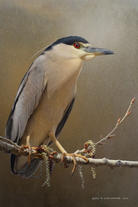 Picture of NIGHT HERON IN SPRING