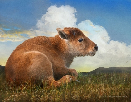 Picture of BISON CALF LYING DOWN