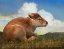 Picture of BISON CALF LYING DOWN