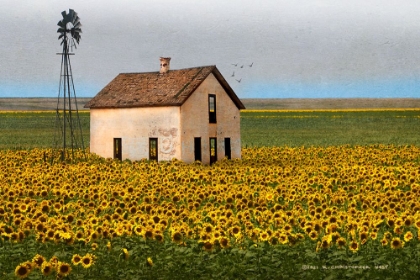 Picture of WHITE HOUSE WITH SUNFLOWERS