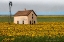 Picture of WHITE HOUSE WITH SUNFLOWERS