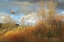 Picture of WILLOW COTTONWOOD GULLEY