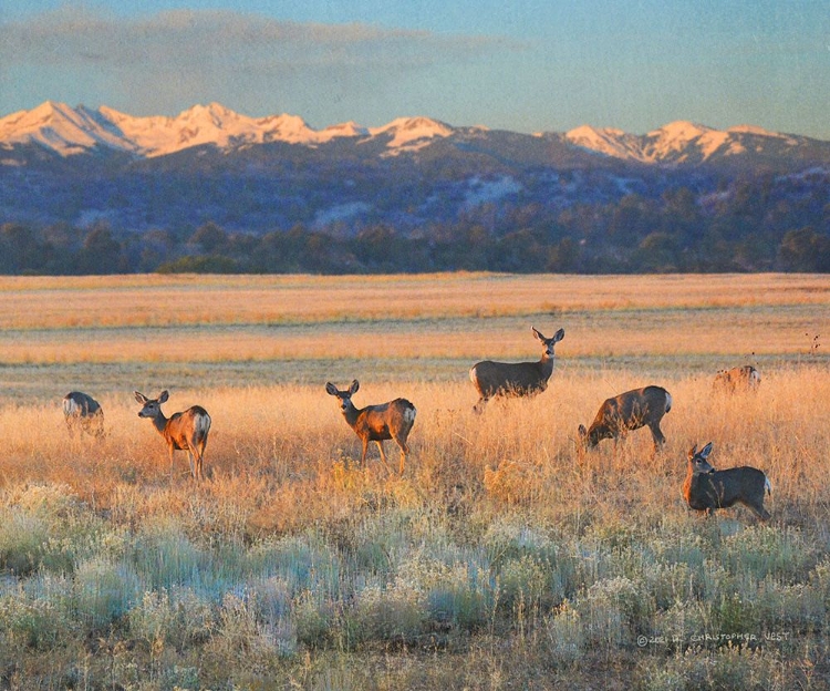 Picture of SUNSET DEER