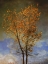 Picture of LONE COTTONWOOD TREE