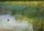 Picture of WETLAND TREE SWALLOW