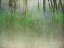 Picture of GLIMPSE OF THE LAKE