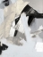 Picture of LAYERS II