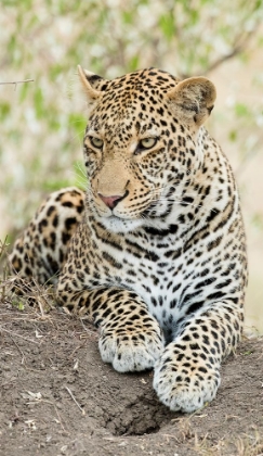 Picture of AFRICAN LEOPARD- KENYA- AFRICA