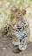Picture of AFRICAN LEOPARD- KENYA- AFRICA