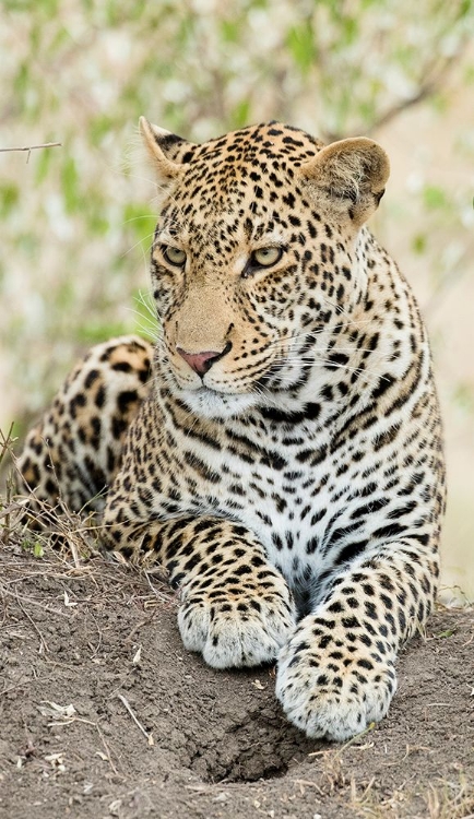 Picture of AFRICAN LEOPARD- KENYA- AFRICA