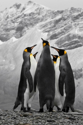 Picture of ANTARCTICA. A CONFERENCE OF KING PENGUINS.