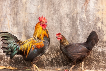 Picture of LAOS- LUANG PRABANG. CHICKENS. A ROOSTER AND A HEN.
