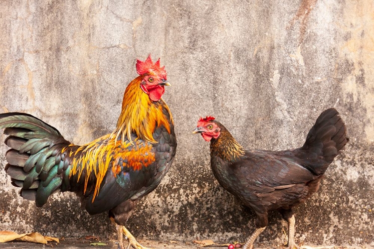 Picture of LAOS- LUANG PRABANG. CHICKENS. A ROOSTER AND A HEN.