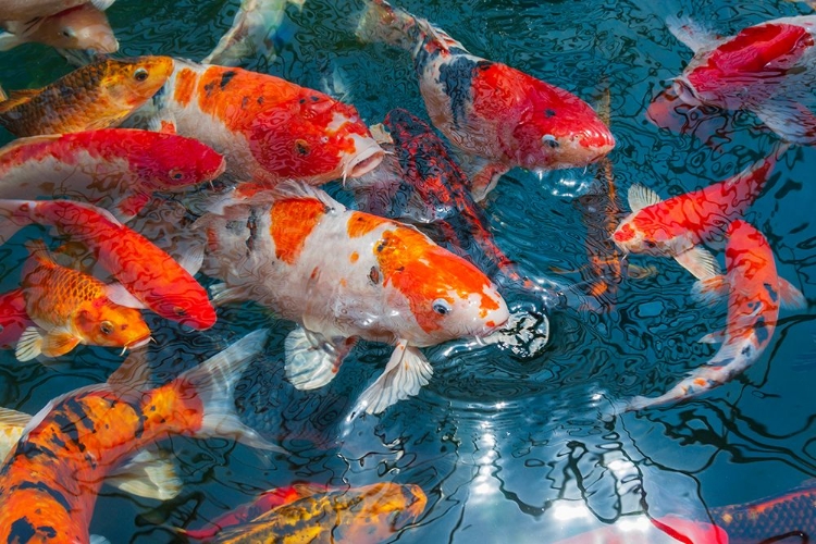 Picture of MALAYSIA- MALACCA (MELAKA). CLOSE-UP OF KOI FISH.