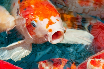 Picture of MALAYSIA- MALACCA (MELAKA). CLOSE-UP OF KOI FISH.