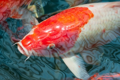 Picture of MALAYSIA- MALACCA (MELAKA). CLOSE-UP OF KOI FISH.