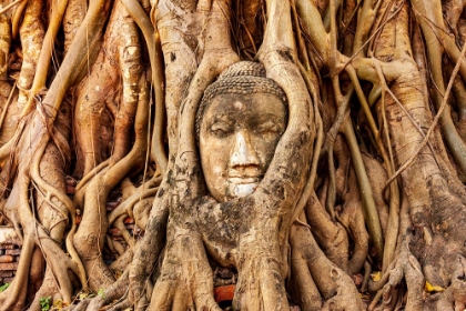 Picture of THAILAND- AYUTTHAYA. WAT MAHATHAT. BUDDHA HEAD ENGULFED IN TREE ROOTS.