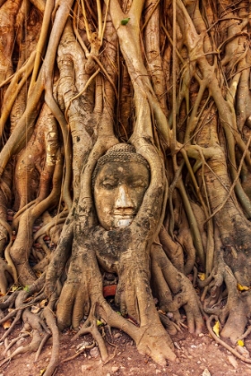 Picture of THAILAND- AYUTTHAYA. WAT MAHATHAT. BUDDHA HEAD ENGULFED IN TREE ROOTS.