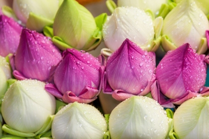 Picture of CHIANG MAI- THAILAND. PURPLE AND WHITE LOTUS FLOWERS.
