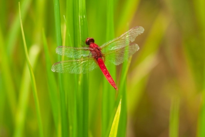 Picture of CHIANG MAI- THAILAND. RED DRAGONFLY- ORTHETRUM TESTACEUM- ALSO KNOWN AS SCARLET SKIMMER.
