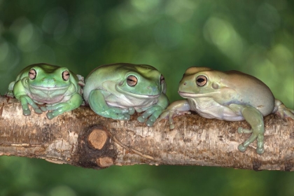 Picture of AUSTRALIA. WHITES TREE FROGS ON LOG.