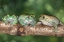 Picture of AUSTRALIA. WHITES TREE FROGS ON LOG.