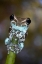 Picture of AUSTRALIA. WHITES TREE FROG GRASPING PLANT STEM.