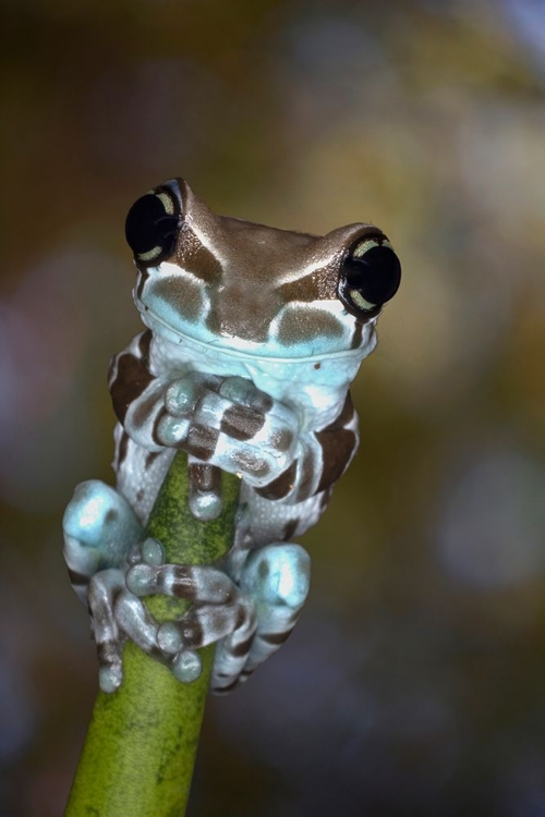 Picture of AUSTRALIA. WHITES TREE FROG GRASPING PLANT STEM.