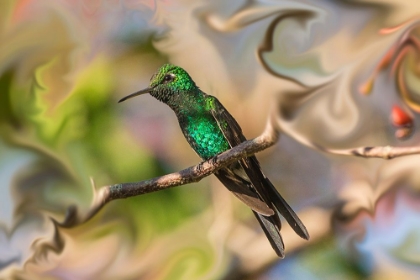 Picture of CUBA. AN ARTISTIC RENDERING OF A BEE HUMMINGBIRD.