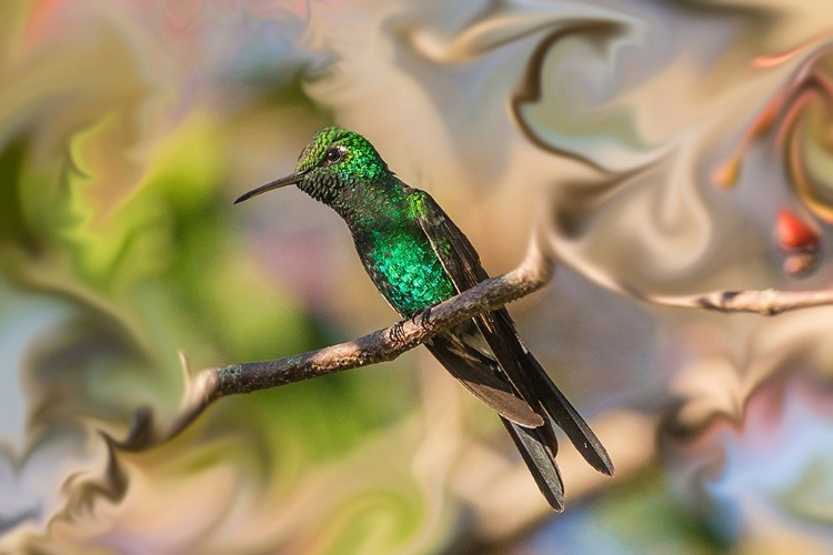 Picture of CUBA. AN ARTISTIC RENDERING OF A BEE HUMMINGBIRD.