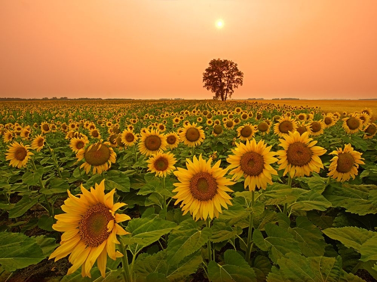 Picture of CANADA- MANITOBA- DUGALD. FIELD OF SUNFLOWERS AND COTTONWOOD TREE AT SUNSET.