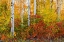 Picture of CANADA- MANITOBA. AUTUMN COLORS HECLA-GRINDSTONE PROVINCIAL PARK.