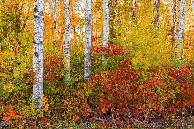 Picture of CANADA- MANITOBA. AUTUMN COLORS HECLA-GRINDSTONE PROVINCIAL PARK.