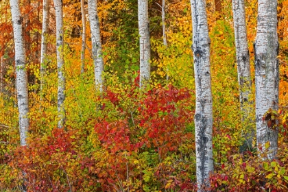 Picture of CANADA- MANITOBA. AUTUMN COLORS HECLA-GRINDSTONE PROVINCIAL PARK.