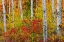 Picture of CANADA- MANITOBA. AUTUMN COLORS HECLA-GRINDSTONE PROVINCIAL PARK.