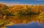 Picture of CANADA- MANITOBA. AUTUMN SCENE- GRINDSTONE POINT ROAD AND HWY 8.