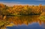 Picture of CANADA- MANITOBA. AUTUMN SCENE- GRINDSTONE POINT ROAD AND HWY 8.