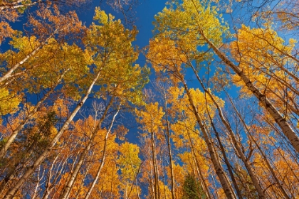 Picture of CANADA- MANITOBA- DUCK MOUNTAIN PROVINCIAL PARK. YELLOW ASPEN TREES LEAVES IN AUTUMN.