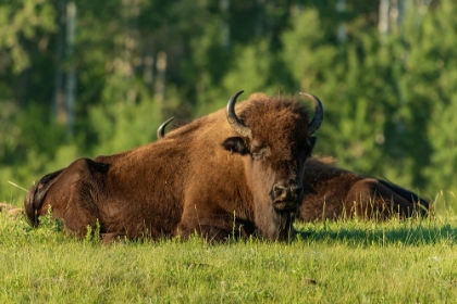 Picture of CANADA- MANITOBA- RIDING MOUNTAIN NATIONAL PARK. PLAINS BISON ADULTS RESTING IN GRASS.