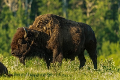 Picture of CANADA- MANITOBA- RIDING MOUNTAIN NATIONAL PARK. PLAINS BISON ADULT STANDING IN GRASS.