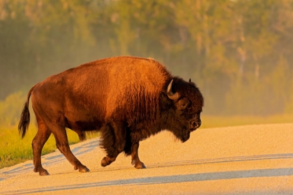 Picture of CANADA- MANITOBA- RIDING MOUNTAIN NATIONAL PARK. PLAINS BISON ADULT CROSSING ROAD.