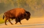 Picture of CANADA- MANITOBA- RIDING MOUNTAIN NATIONAL PARK. PLAINS BISON ADULT CROSSING ROAD.