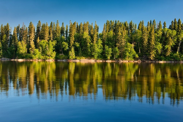 Picture of CANADA- MANITOBA- PAINT LAKE PROVINCIAL PARK. FOREST REFLECTIONS ON PAINT LAKE.